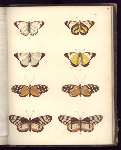 Lepidoptera, Pl.XLI, illustration from 